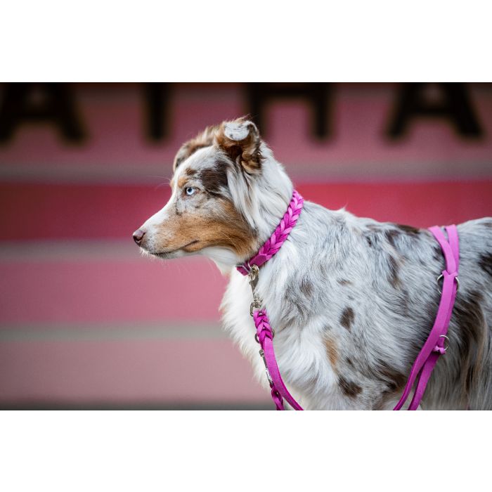 hunde nassfutter senior Seniorenfutter Wild & Zucchini  Fr Vitalitt & Wohlbefinden