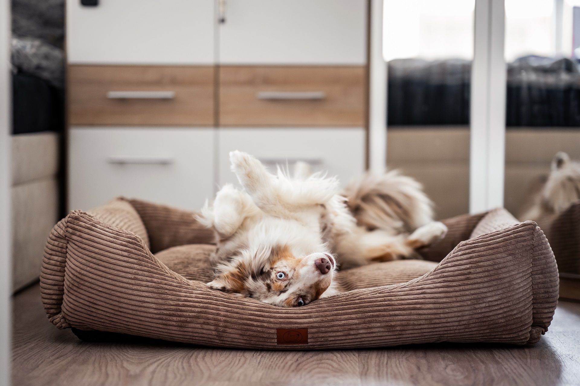 Hundebetten