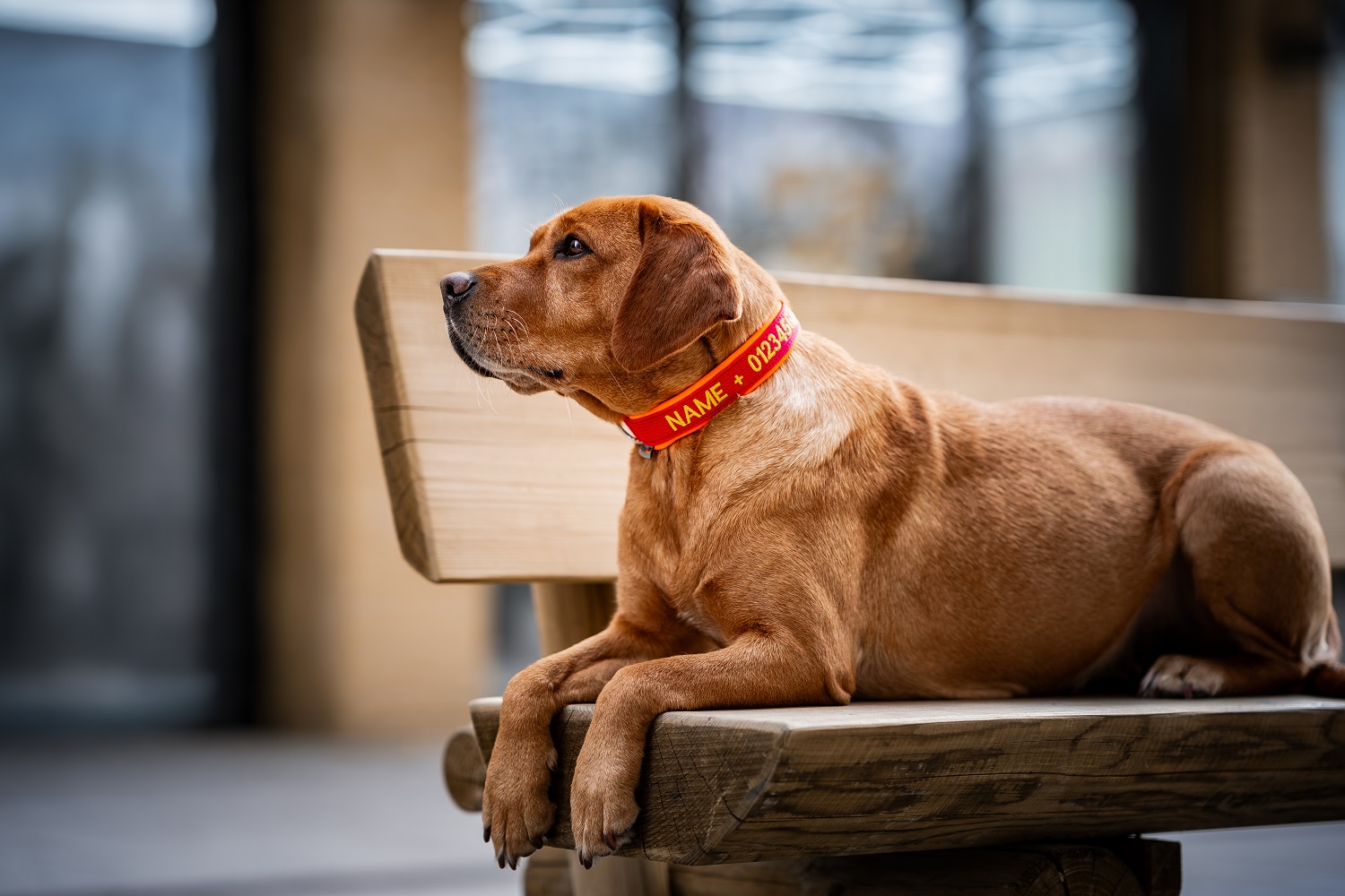 Bestickte Hundehalsbänder