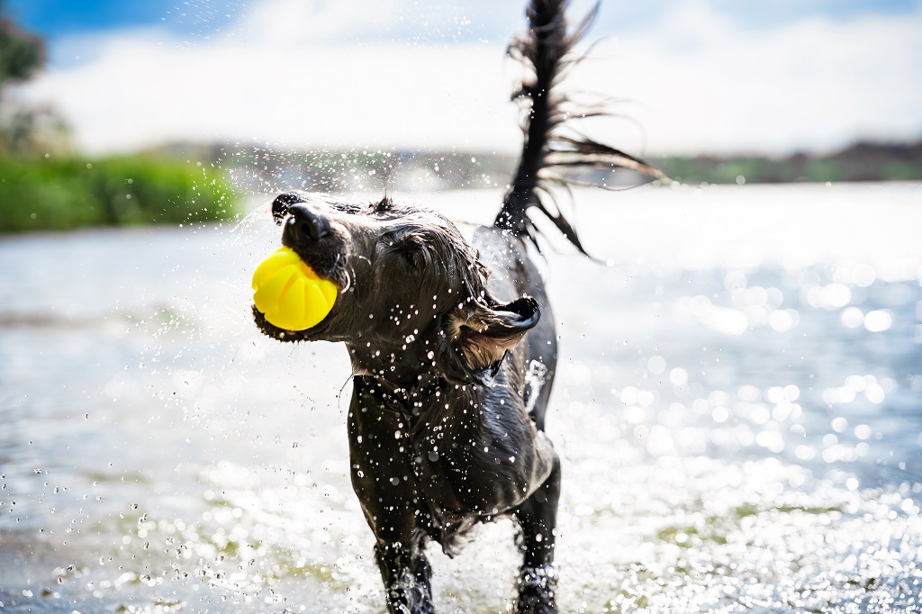 Hundespielzeug