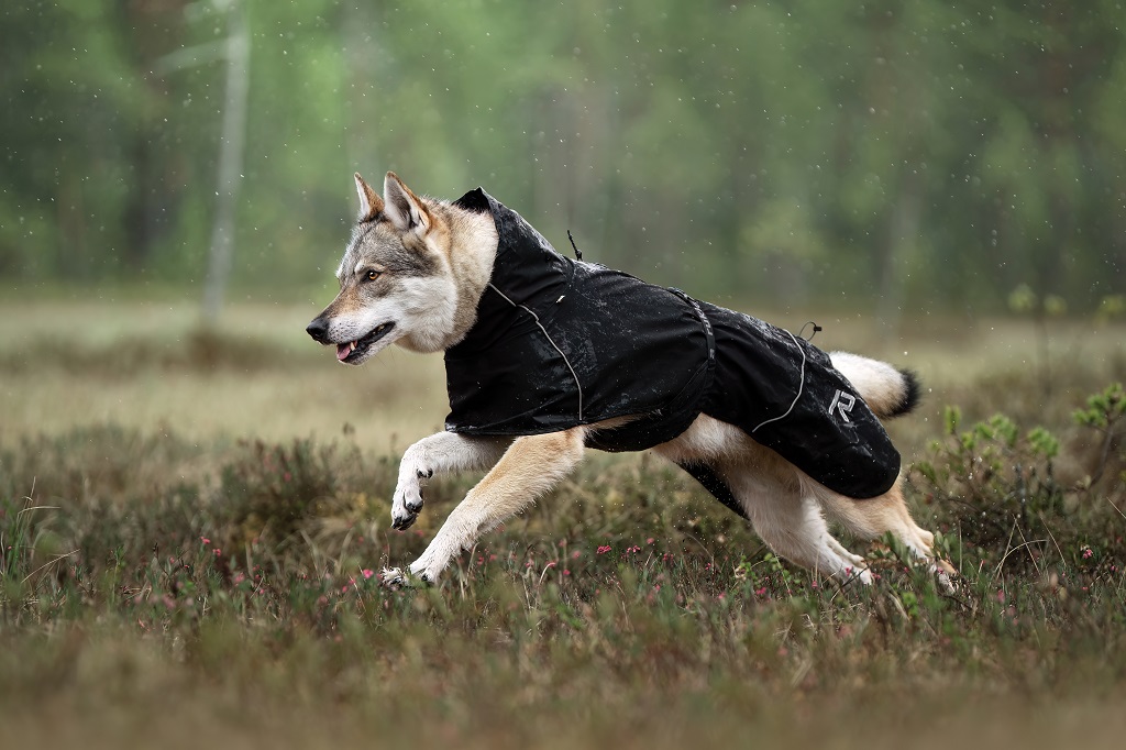 Hundebekleidung