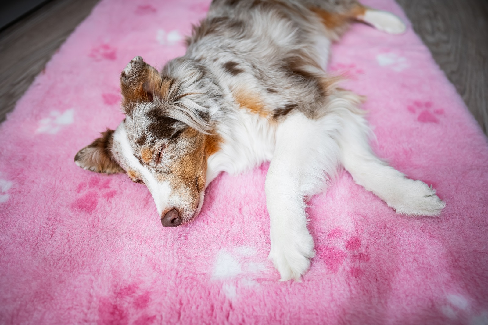 Vet Beddings für Hunde